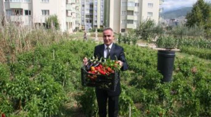 Şehrin G&ouml;beğindeki 17 Milyon Liralık Imarlı Arsada Isot Yetiştirip Kebap Yapıyor