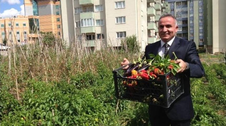 17 Milyon Liralık Arsada Kebap İ&ccedil;in İsot Yetiştiriyor