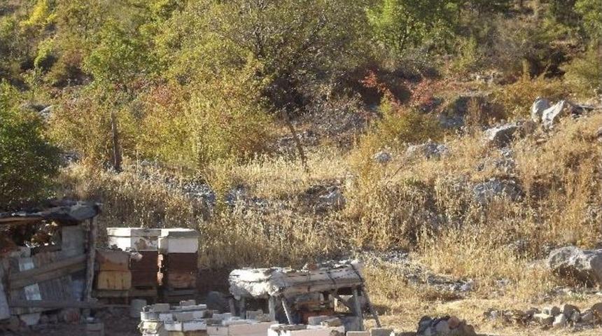 Seydişehir'de Bal Kovanlarını &Ccedil;aldılar