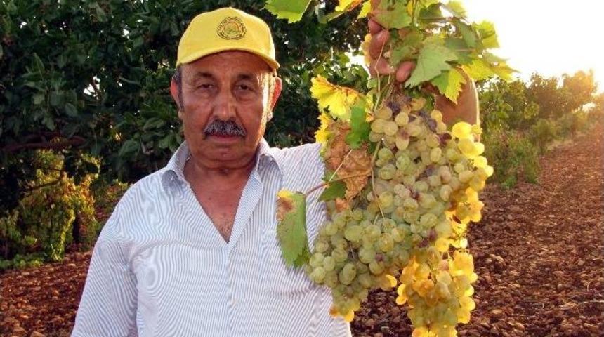 Araban İl&ccedil;esi Organik &Uuml;z&uuml;m Yetiştiriciliği