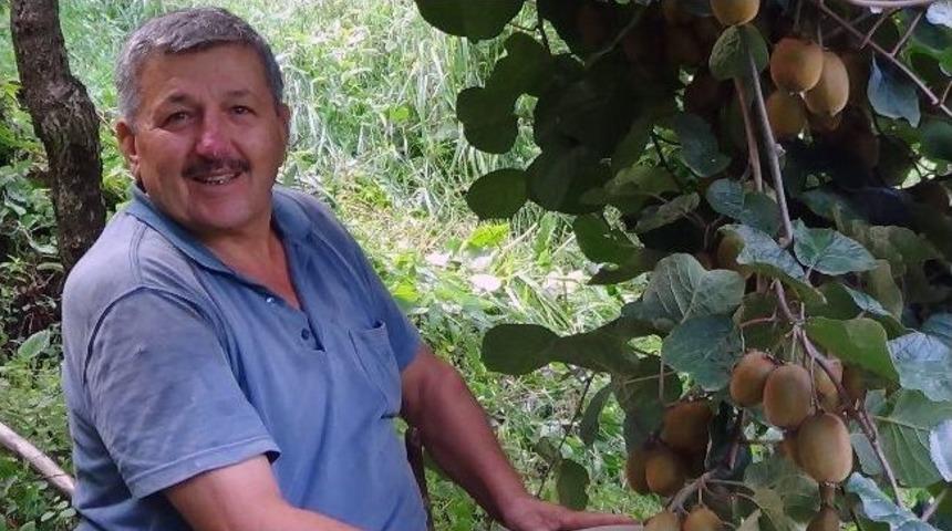 İnat&ccedil;ı Karadenizli Y&uuml;zde Seksen Yama&ccedil; Araziye Kivi Bah&ccedil;esi Yaptı