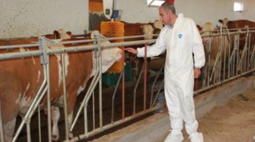 Almanya'dan Bulanık'a 300 Sığır Getirildi