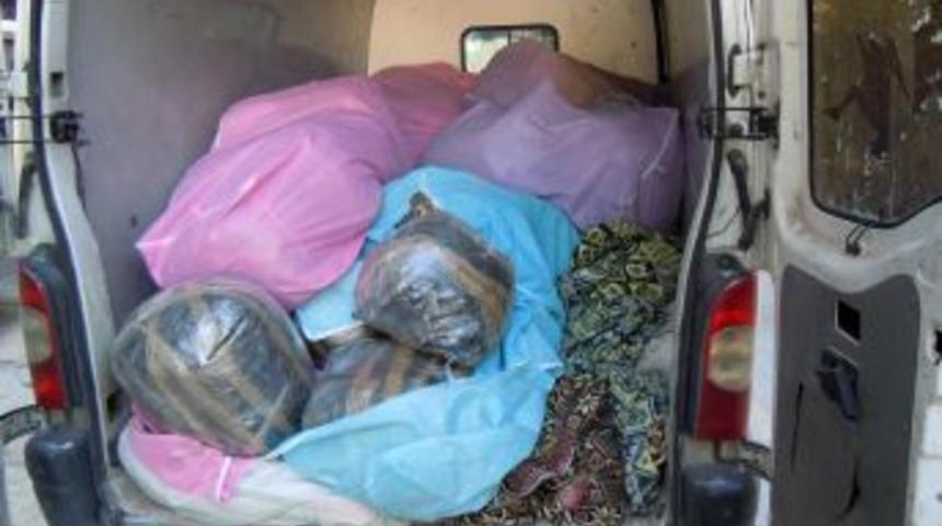 Narkotik K&ouml;peği Pars Yarım Ton Esrarı Buldu