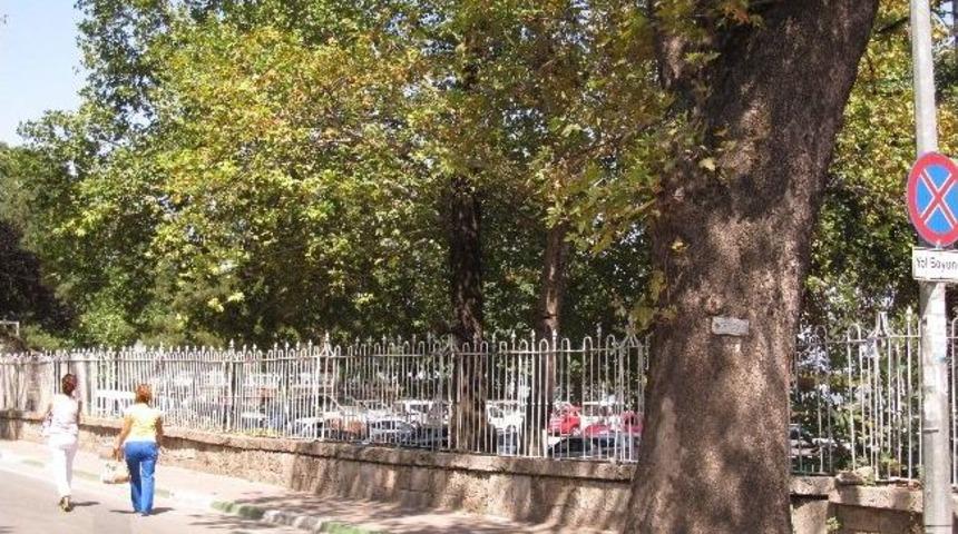 Tarihi Ağa&ccedil;lara Hayat Hakkı Yok