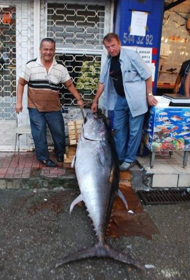 (&ouml;zel Haber) Devasa Orkinoslar G&ouml;renleri Şaşırtıyor 1