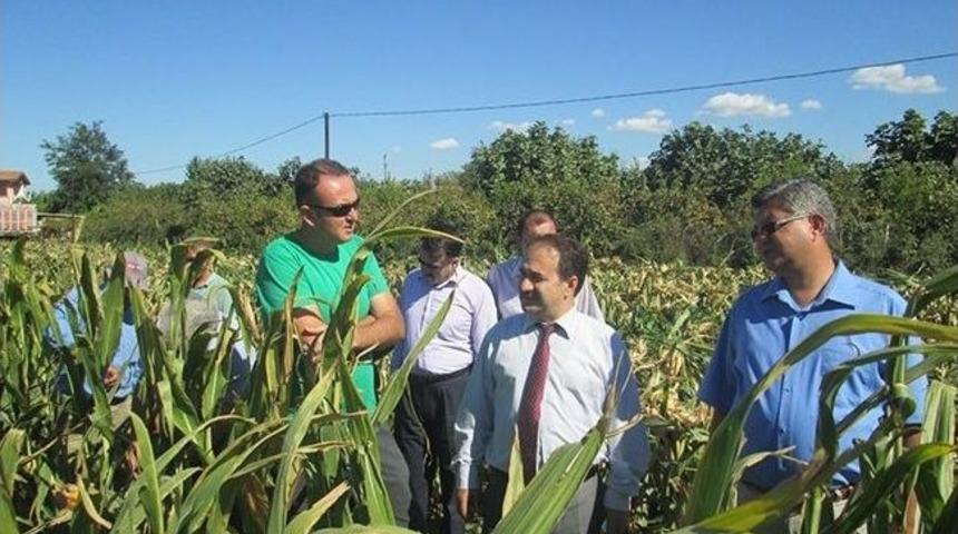 &Ccedil;anakkale&rsquo;de Tohumluk &Uuml;retimi
