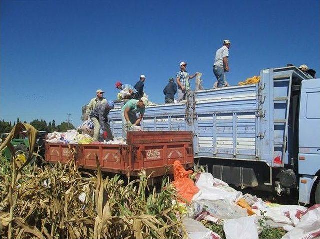 &Ccedil;anakkale&rsquo;de Tohumluk &Uuml;retimi 1