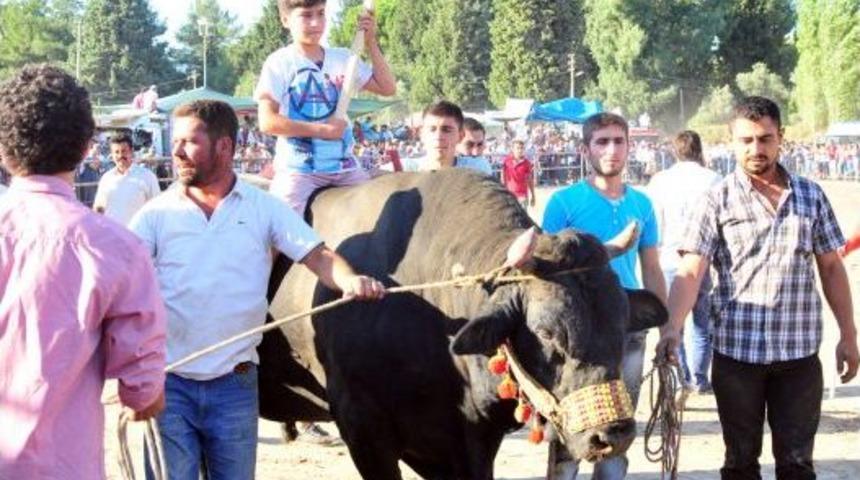 Ula'da Boğalar Spor Kul&uuml;b&uuml; Yararına G&uuml;reşti
