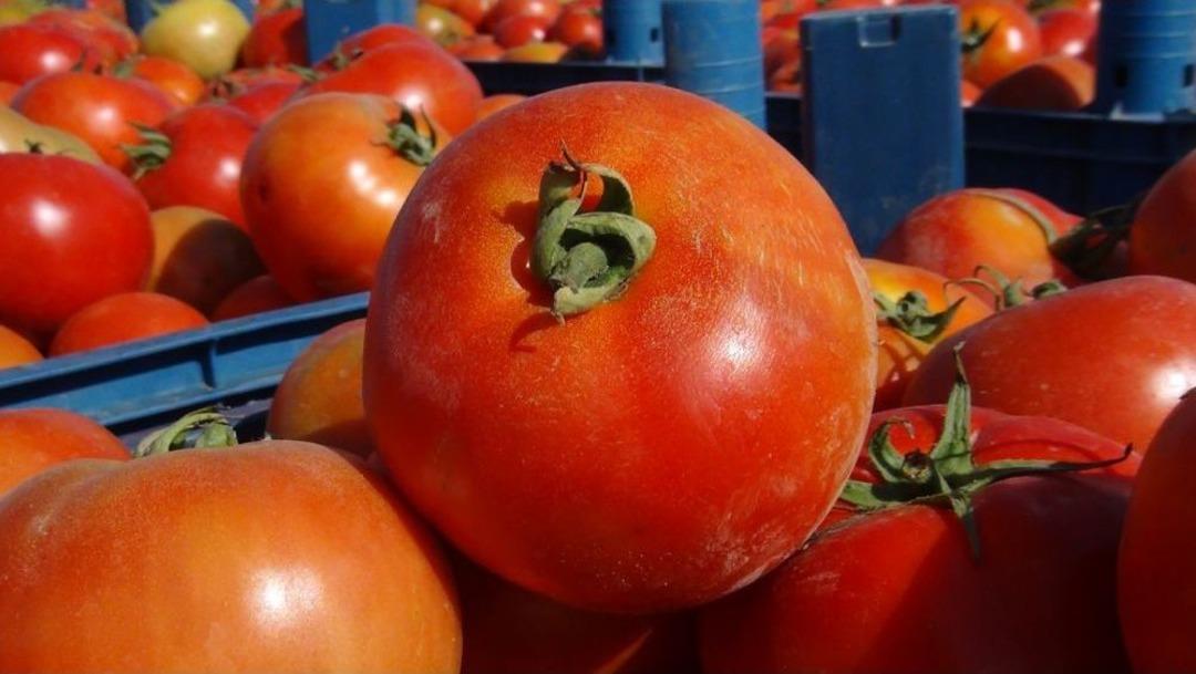 Tatvan&rsquo;da Domates Hasadı Başladı
