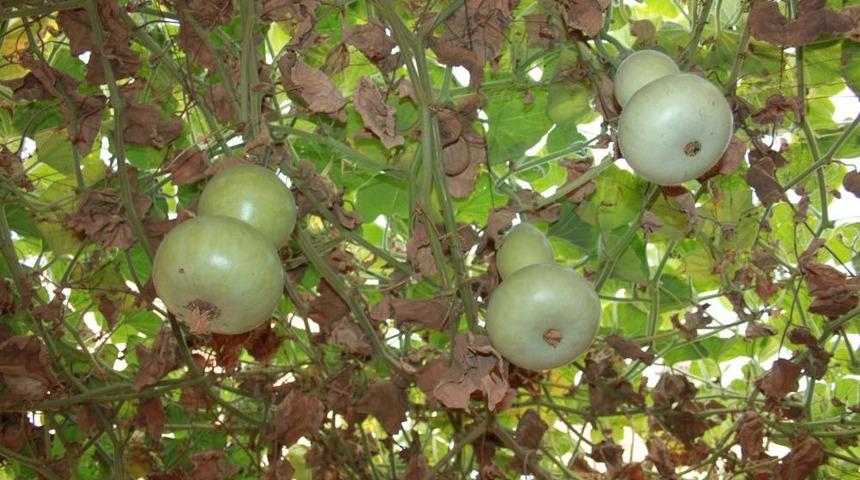 S&uuml;s Eşyası Olarak Kullanılan Su Kabakları Ge&ccedil;im Kaynağı Oldu