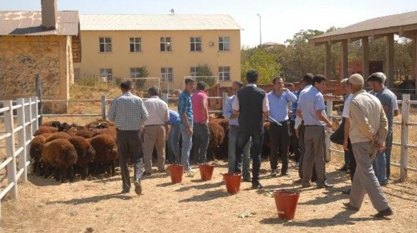 Bing&ouml;lde 70 &Ccedil;ift&ccedil;iye Damızlık Ko&ccedil; Dağıtıldı
