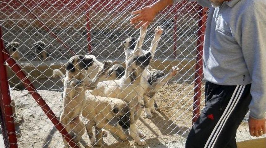 Ke&ccedil;ileri Korumak İsterken K&ouml;pek Yuvası Kurdu