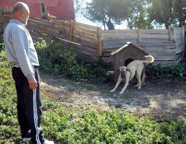 Keçileri Korumak İsterken Köpek Yuvası Kurdu