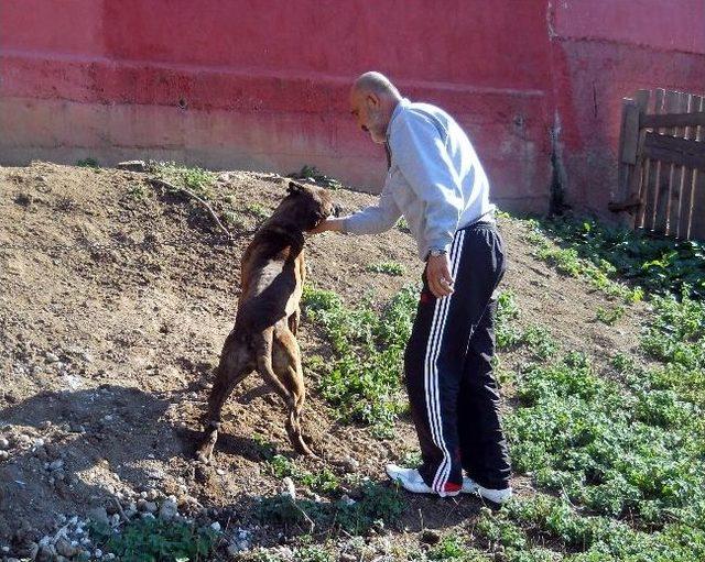 Keçileri Korumak İsterken Köpek Yuvası Kurdu