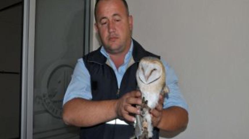 Yaralı Baykuşu Belediye Sahiplendi