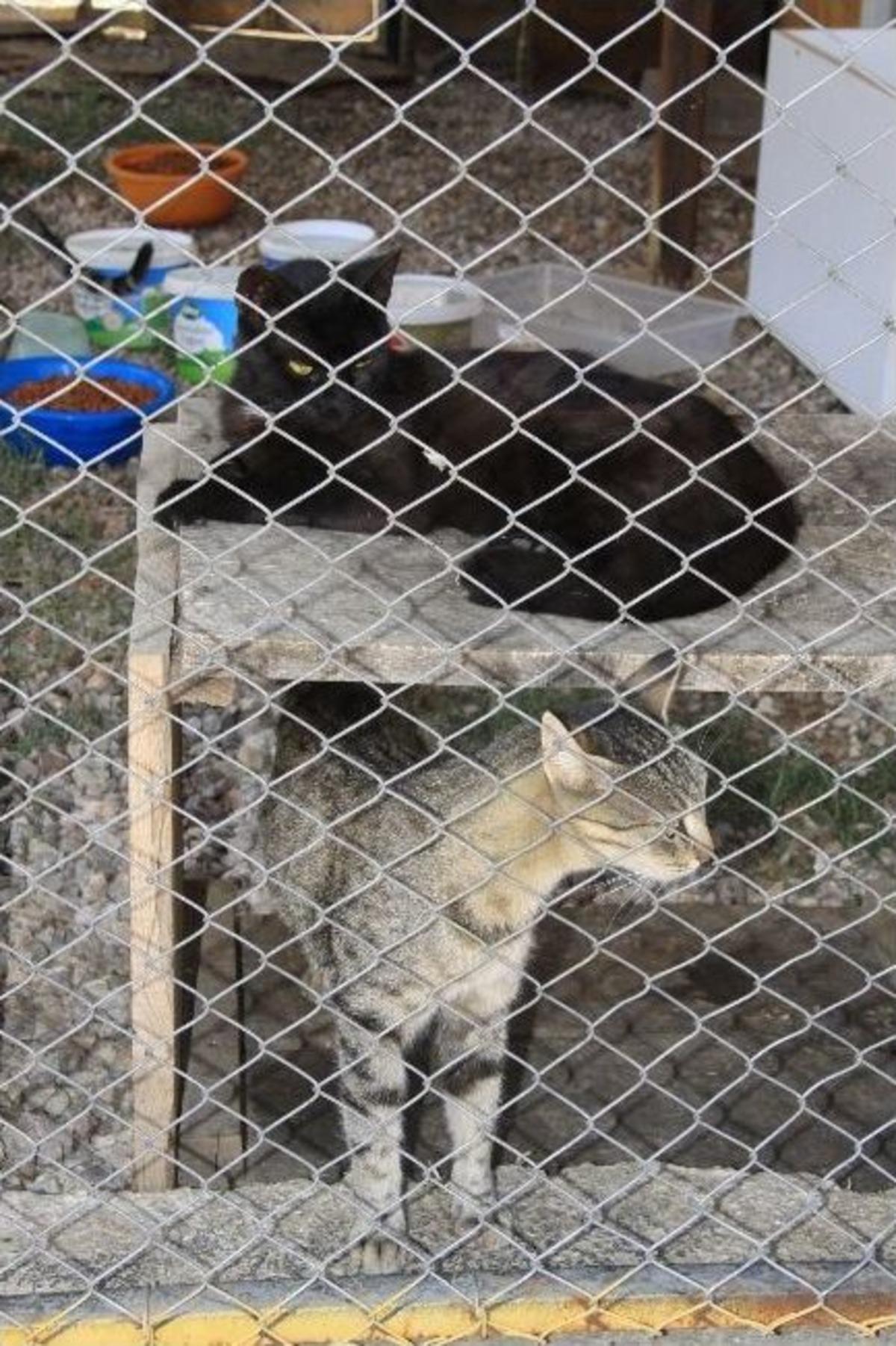 Evlerde Bakılan K&ouml;peklerin Belediyeye Kaydettirilmesi Gerekiyor
