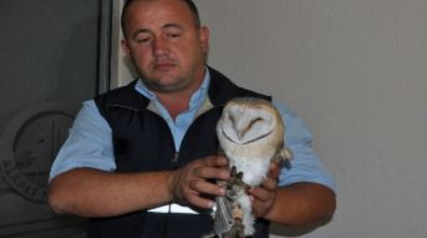 Yaralı Baykuşu Belediye Sahiplendi