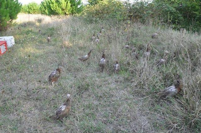 Bafra’da 300 Sülün Doğaya Salındı