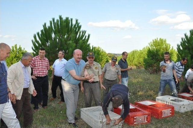 Bafra’da 300 Sülün Doğaya Salındı