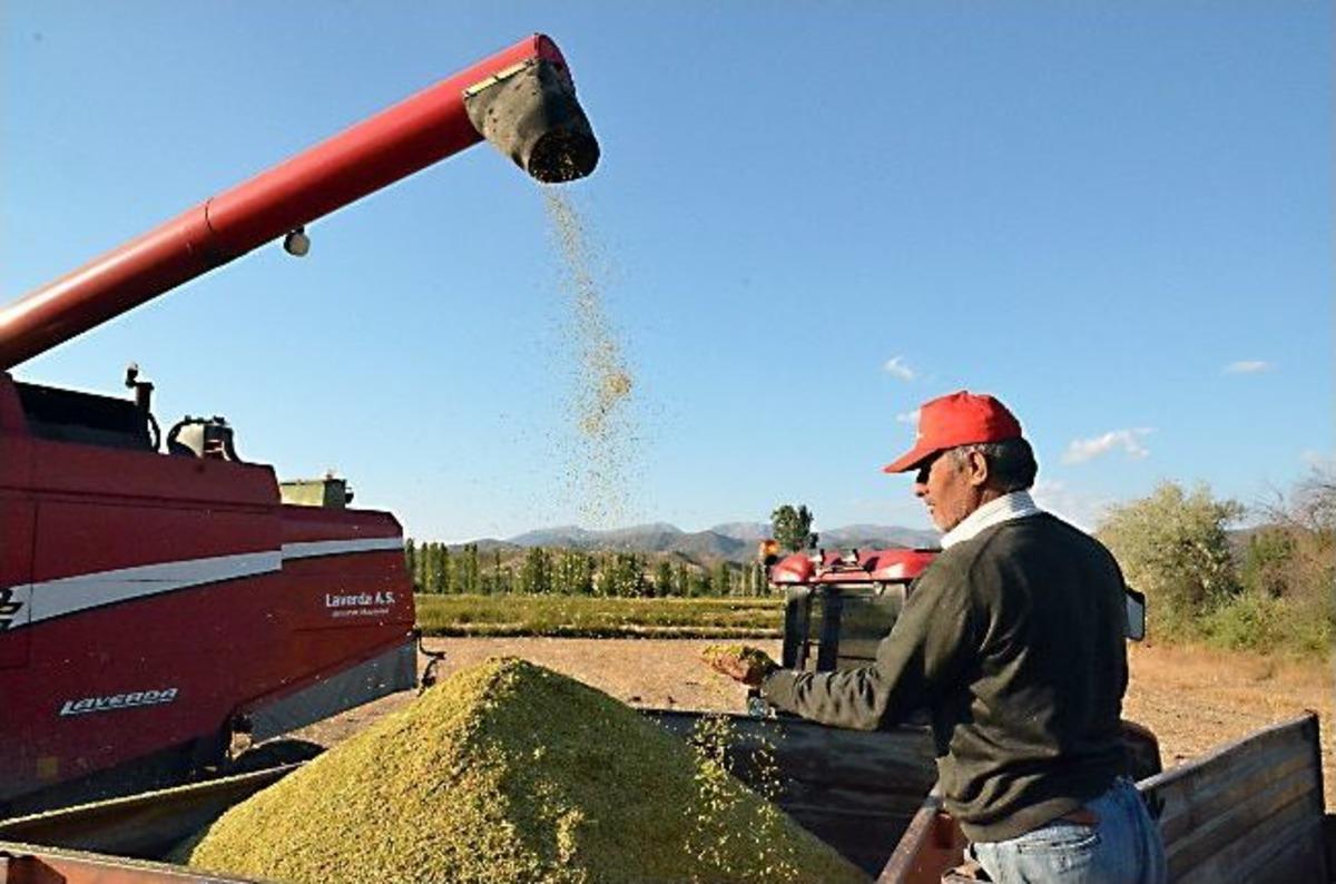 Beyaz Altın&rsquo;da İlk Hasat Yapıldı