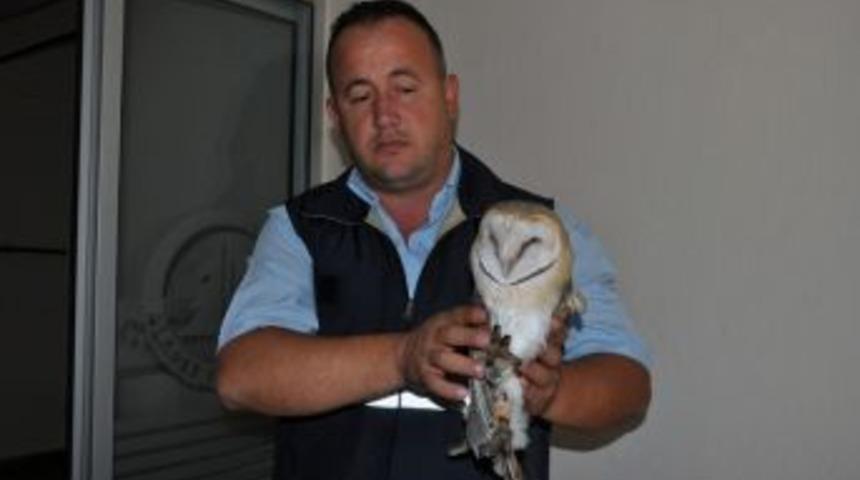 Yaralı baykuş tedavi edildi