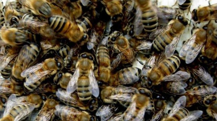 Tkdk&rsquo;dan Aydın Arıcılığına B&uuml;y&uuml;k Destek