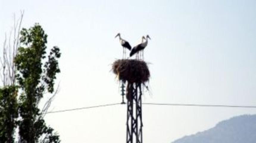Elektrik Direklerine Leylek Yuvası