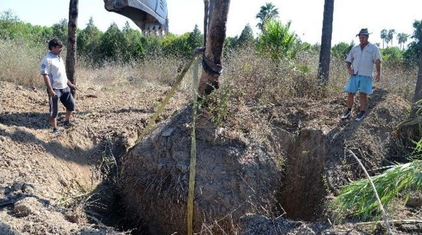 Expo Alanındaki Dev Palmiyeler Nakledildi