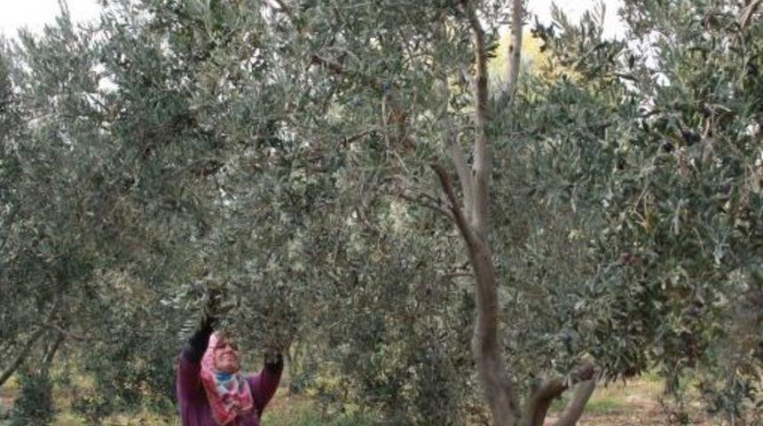 Zeytin Sineği Ile M&uuml;cadele D&ouml;nemi Başladı