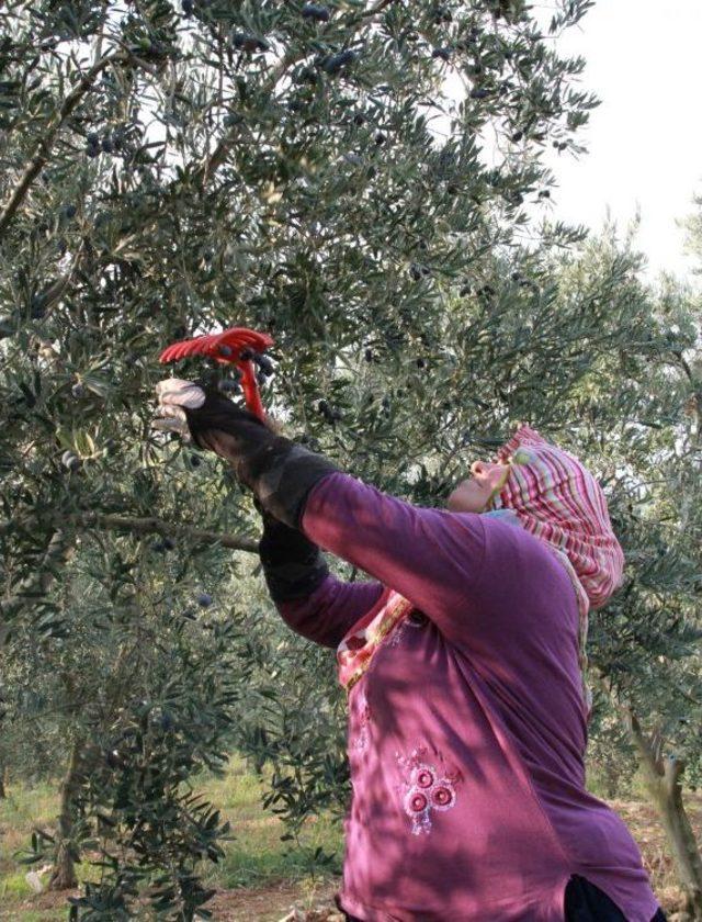 Zeytin Sineği Ile Mücadele Dönemi Başladı