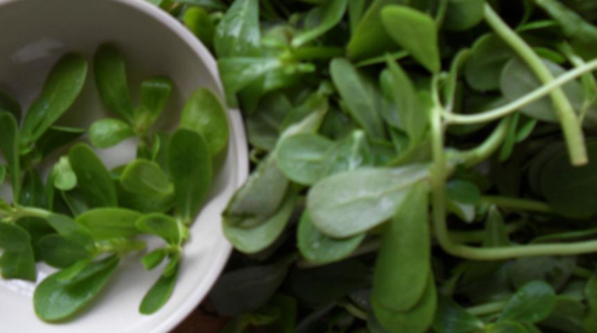 Semizotunun faydaları