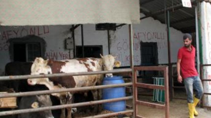 Kurbanlıklar Pazara Indi, Besiciler Bayramdan &Uuml;mitli