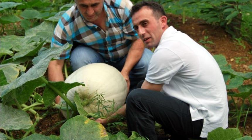 Diyarbakır'dan Getirdiği Tohumlarla 60 Kiloluk Kabak Yetiştirdi