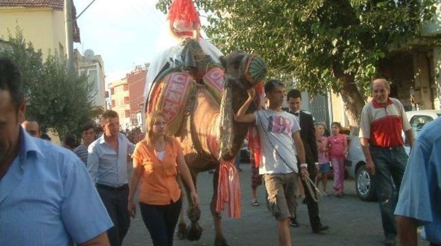 Burhaniye&rsquo;de Gelini Deveye Bindirdiler