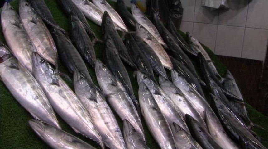 Palamut Bekleneni Vermedi