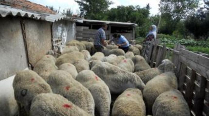 Manyas'ta K&uuml;&ccedil;&uuml;k Baş Hayvanlara &Ccedil;i&ccedil;ek Aşısı Yapılıyor