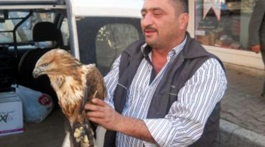 Yaralı Şahin, Tedavisinden Sonra Doğaya Bırakıldı