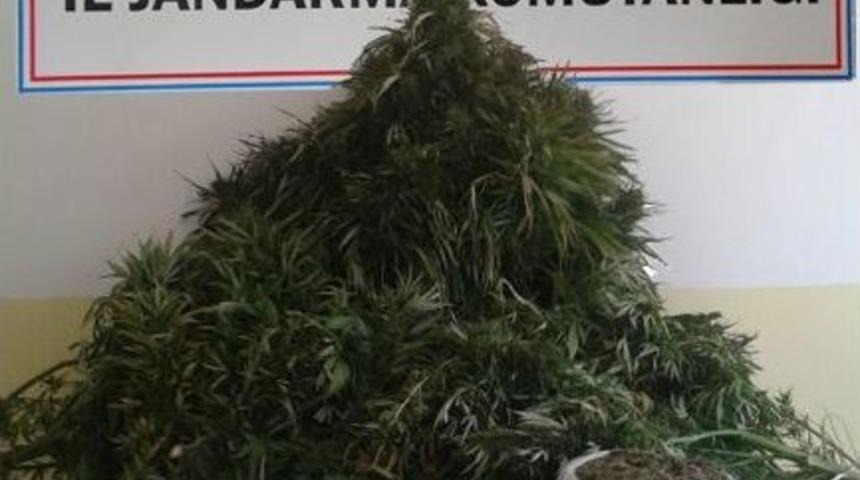 &Ccedil;anakkale'de Uyuşturucu Operasyonu