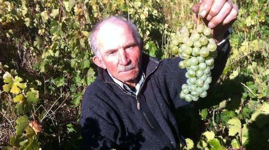 Yozgat&rsquo;ta Bağ Bozumu Başladı