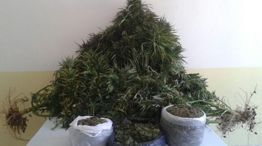 Evlerinde Kenevir Yetiştirmişler