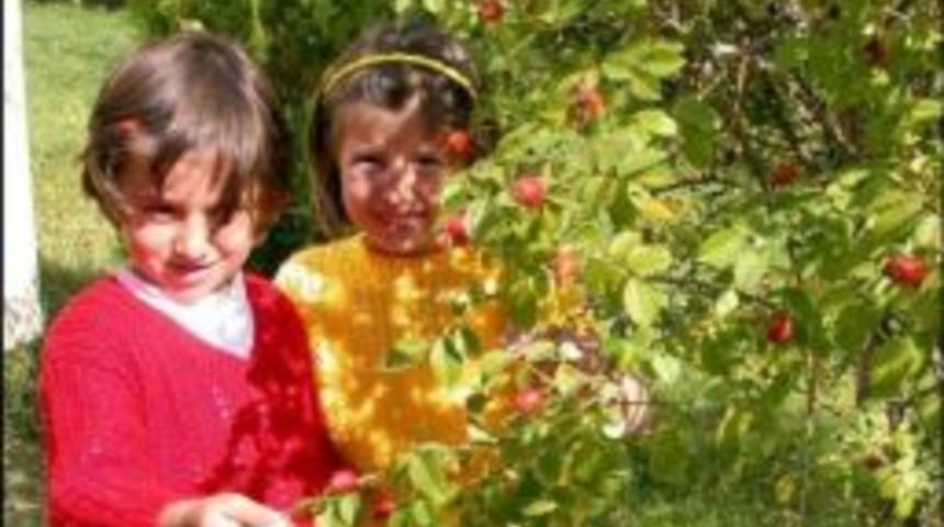 Kuşburnu İçin Hava Değişiminden Kurtulun