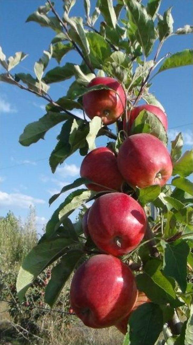 Tatvan&rsquo;da Tam Bodur Elma Bah&ccedil;esinden Y&uuml;ksek Verim Elde Edildi 2