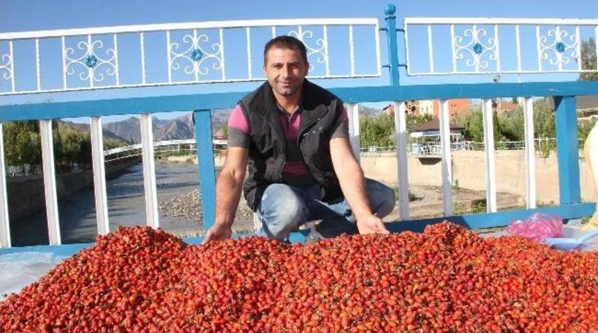Oltu Pazarında Kuşburnu&rsquo;ya Yoğun İlgi