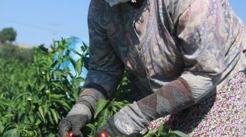 Tadı Acı, Kazancı Tatlı