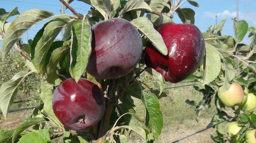 Bitlis'in Elma Bah&ccedil;eleri Amasya'ya Rakip Oluyor