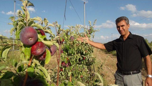 Bitlis'in Elma Bahçeleri Amasya'ya Rakip Oluyor
