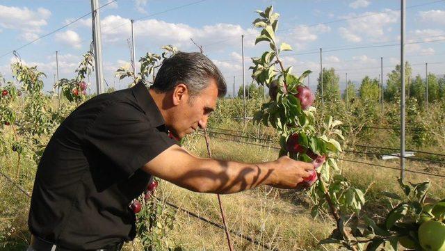 Bitlis'in Elma Bahçeleri Amasya'ya Rakip Oluyor