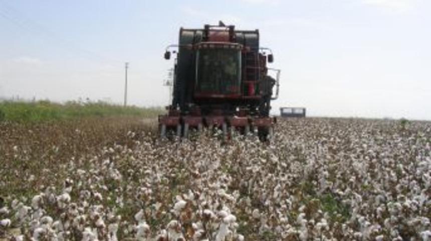 Makinalı Pamuk Hasadında Kimyasal Kullanımı Uyarısı