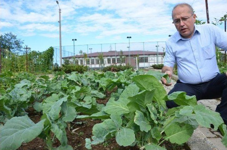 Karadenizli Karalahanadan Yağ &Ccedil;ıkaracak