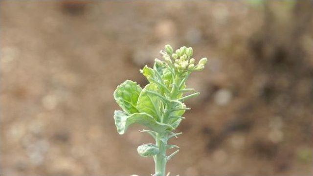 Karadenizli Karalahanadan Yağ &Ccedil;ıkaracak 1
